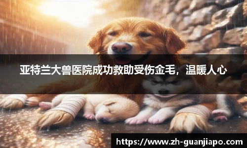 亚特兰大兽医院成功救助受伤金毛，温暖人心